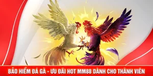 bảo hiểm đá gà