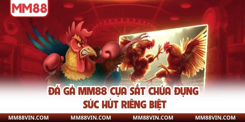 Đá gà MM88 cựa sắt chứa đựng sức hút riêng biệt