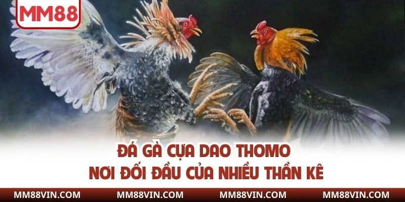 Đá gà cựa dao Thomo nơi đối đầu của nhiều thần kê