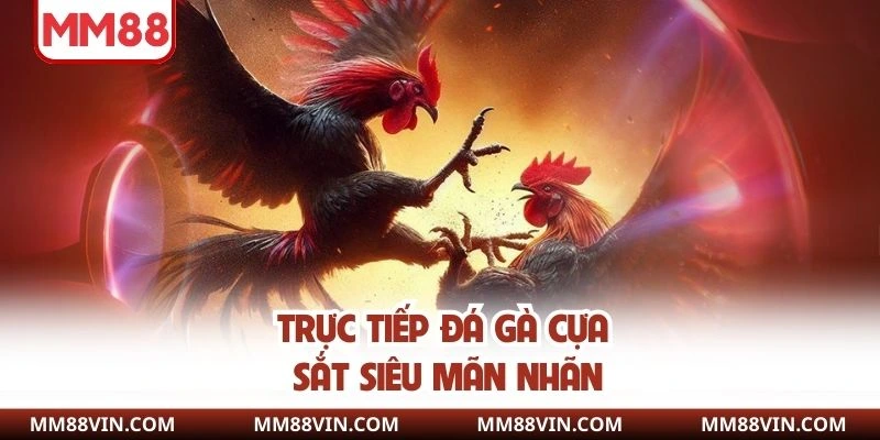 Trực tiếp đá gà cựa sắt siêu mãn nhãn