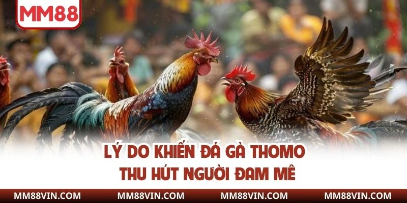 Lý do khiến chọi kê Thomo thu hút người đam mê